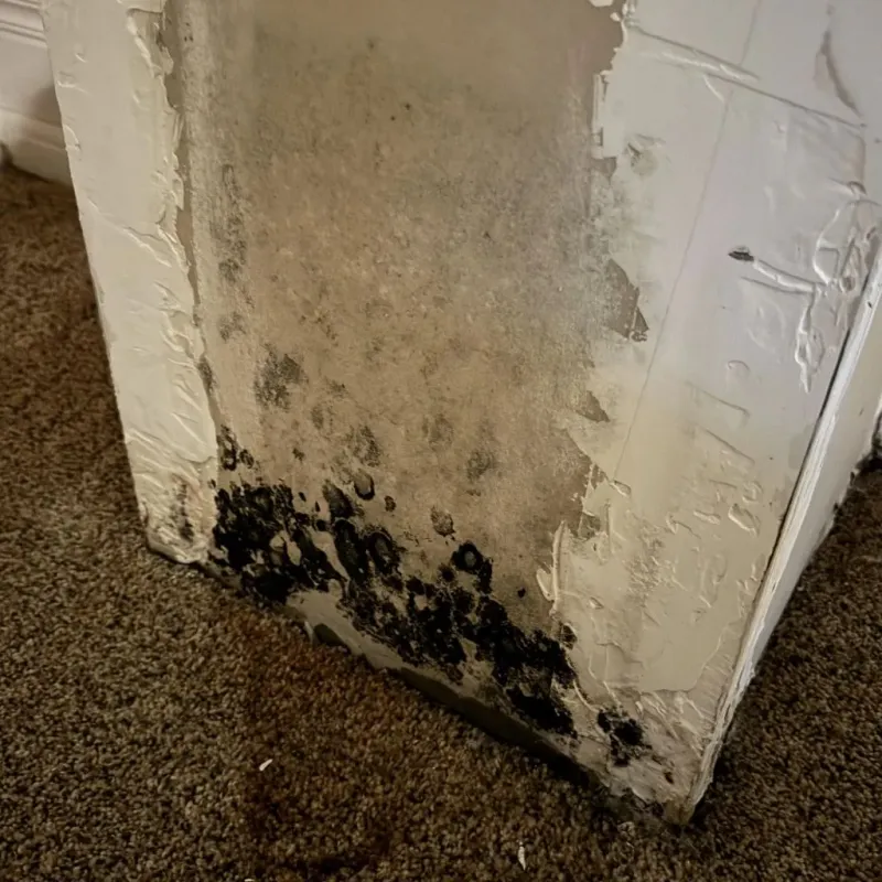 Professional Mold Removal in Rutherford, TN